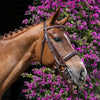 Dobert Weymouth Double Bridle